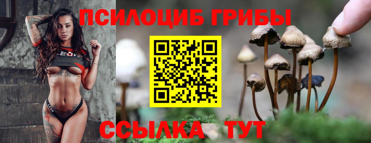 Галлюциногенные грибы Psilocybe Осинники